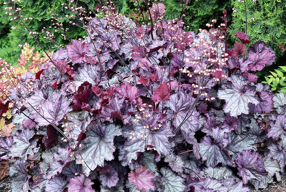 G6133 Heuchera X 27northern Exposure Black 27 32 8ce6274e B501 4de6 B14f 9fc700a7b290 from www redcrocus com