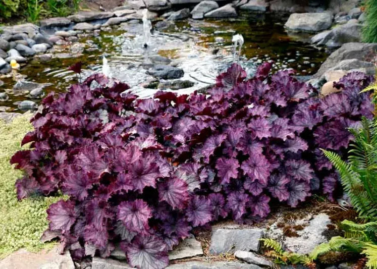 G6133 Heuchera X 27northern Exposure Black 27 34 Fedf06a0 A939 4587 8b18 1a7841e297ee from www redcrocus com