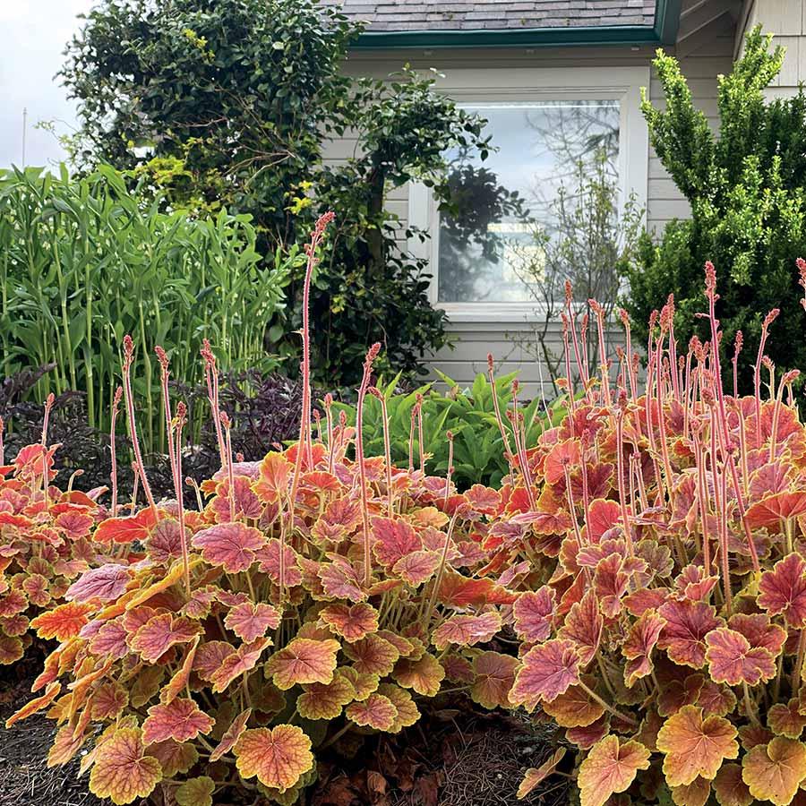 G6133 Heuchera X 27northern Exposure Black 27 36 C0637b0d 95e4 4bcc A961 Bb0aa5eaf09d from www redcrocus com
