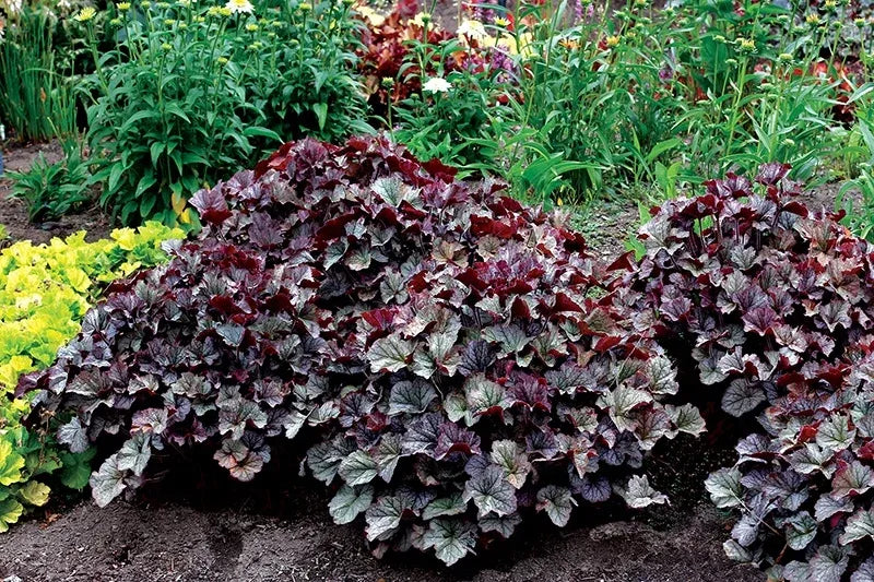 G6133 Heuchera X 27northern Exposure Black 27 38 F1aa4fa3 35bb 4a39 A038 9d56941489ac from www redcrocus com