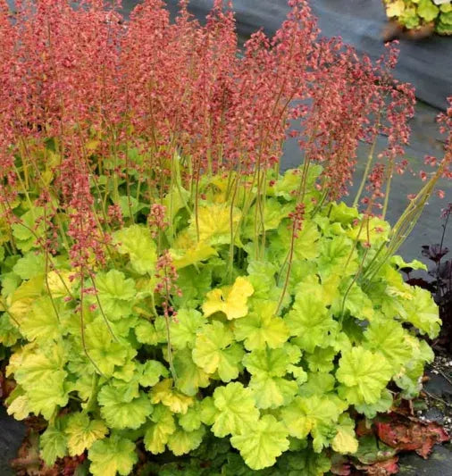 G6133 Heuchera X 27northern Exposure Black 27 39 167e3ad6 59e9 4d1b 9d16 49e40987420b from www redcrocus com