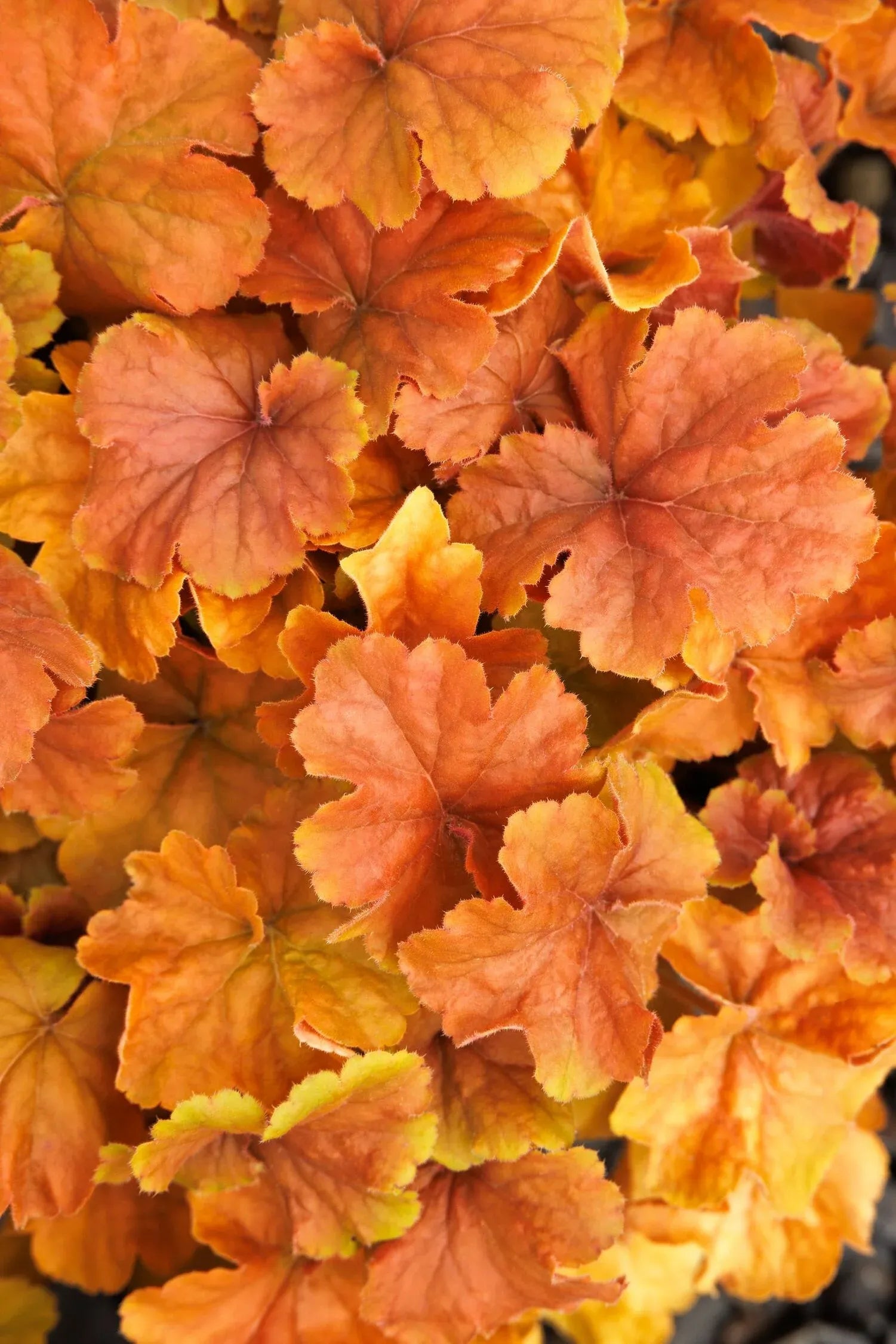 G6133 Heuchera X 27northern Exposure Black 27 40 Dacde4cd C5a0 4976 92e7 8f8d83b7abba from www redcrocus com