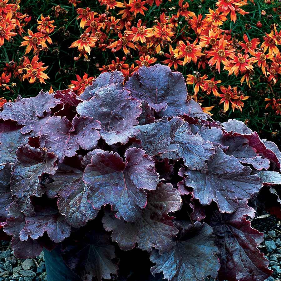 G6133 Heuchera X 27northern Exposure Black 27 4 06319af6 C83f 4267 87f2 Acb1d44c046e from www redcrocus com