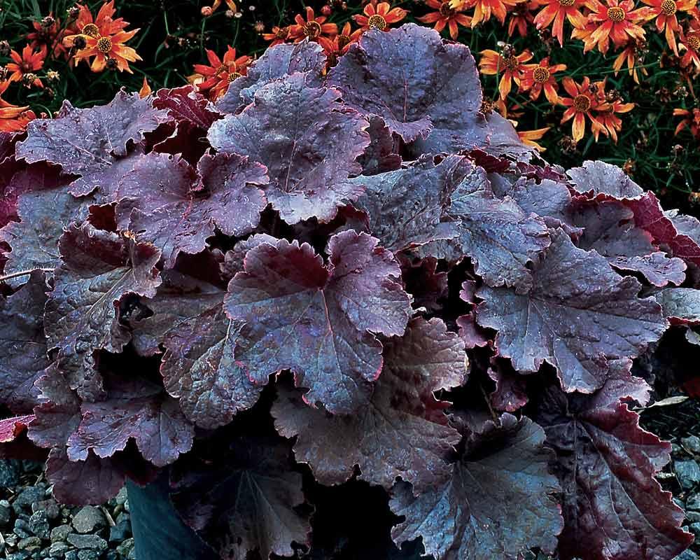 G6133 Heuchera X 27northern Exposure Black 27 6 03b49f0b D6fd 43e0 Aa65 A887ce81bd1b from www redcrocus com