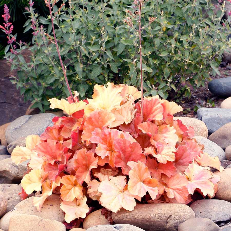 G6137 Heuchera X Northern Exposure Amber 10 A70f0625 Acc3 48ad Aa37 218577eba1c1 from www redcrocus com