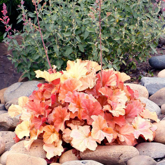 G6137 Heuchera X Northern Exposure Amber - View 10 from www redcrocus com
