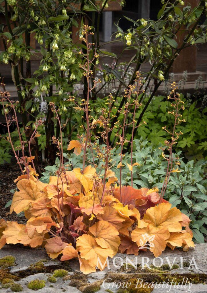 G6137 Heuchera X Northern Exposure Amber 15 F5d754f7 2df1 46f6 Bc61 50a0bbf59243 from www redcrocus com