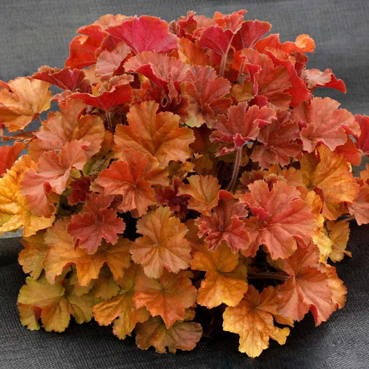 G6137 Heuchera X Northern Exposure Amber - View 1 from www redcrocus com