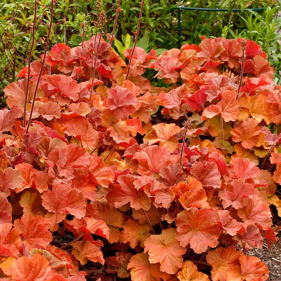 G6137 Heuchera X Northern Exposure Amber 3 F59bd650 D370 4214 8663 394326eaf352 from www redcrocus com