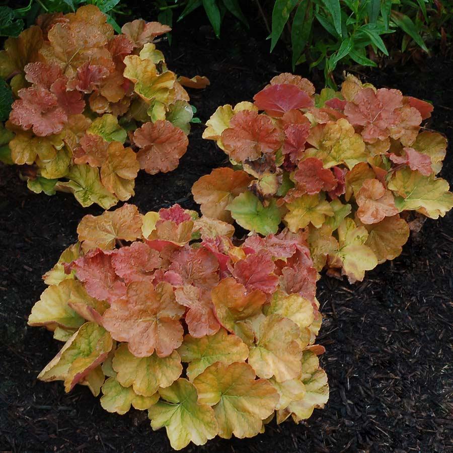 G6137 Heuchera X Northern Exposure Amber 6 99980f75 1ecd 42db 93f2 2547ea26dd4f from www redcrocus com