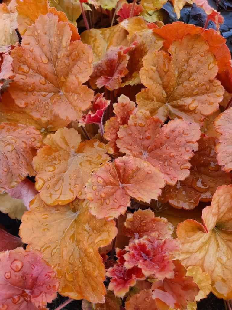 G6137 Heuchera X Northern Exposure Amber 9 F036961e C7c9 4de7 9329 173b178bbdcc from www redcrocus com