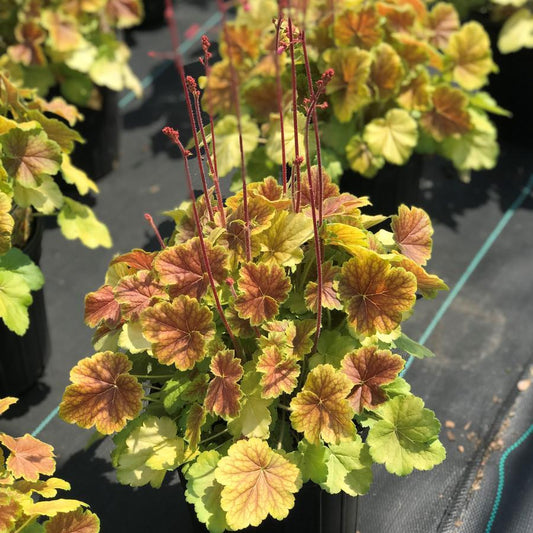 G6138 Heuchera X Northern Exposure Sienna - View 10 from www redcrocus com