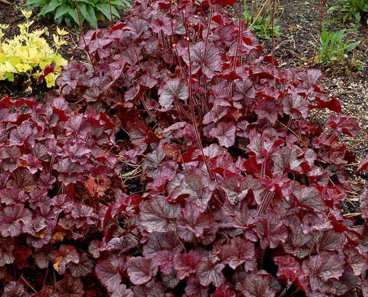 G6139 Heuchera X Northern Exposure Silver - View 10 from www redcrocus com