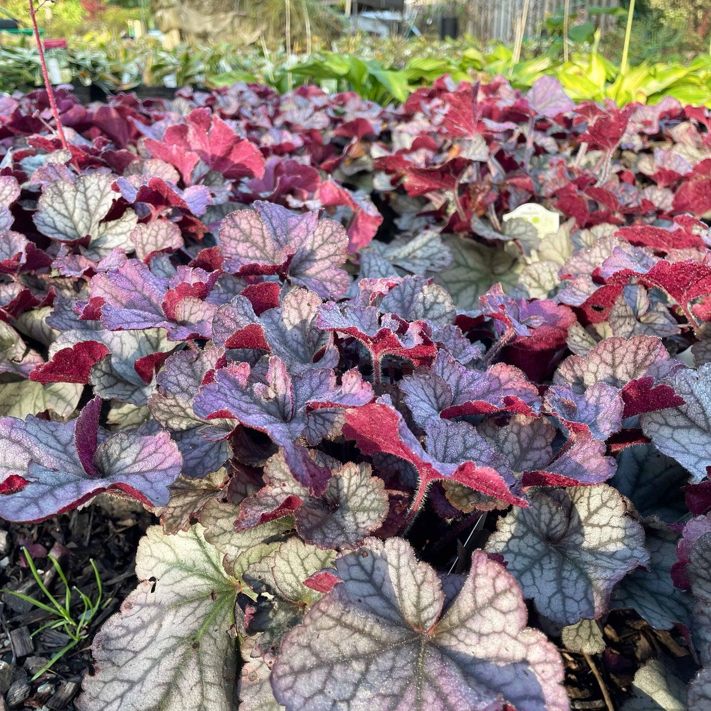 G6139 Heuchera X Northern Exposure Silver 11 732920ee 55c1 4688 B096 2d5ae5f1f47f from www redcrocus com