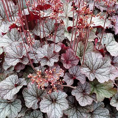 G6139 Heuchera X Northern Exposure Silver 12 139bc4ef 7ea0 44a6 8f0c 6a11d6f5b686 from www redcrocus com