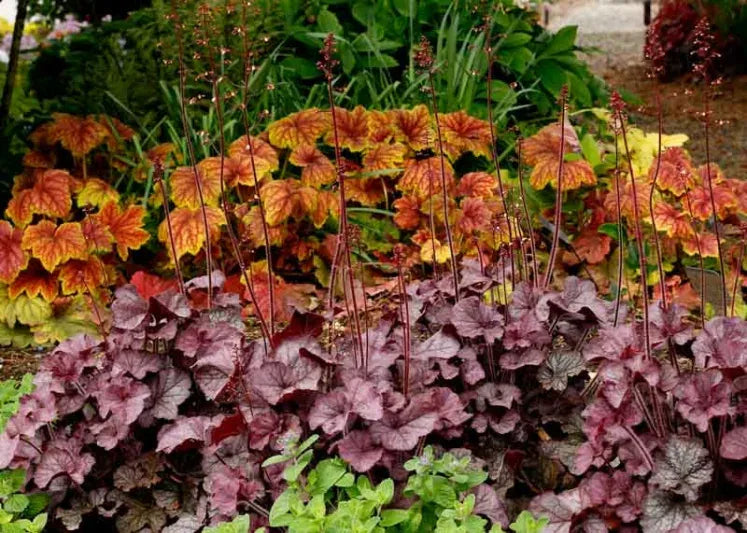 G6139 Heuchera X Northern Exposure Silver - View 13 from www redcrocus com