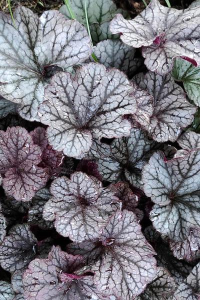 G6139 Heuchera X Northern Exposure Silver - View 14 from www redcrocus com