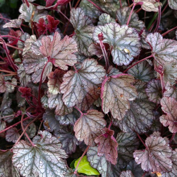 G6139 Heuchera X Northern Exposure Silver - View 15 from www redcrocus com