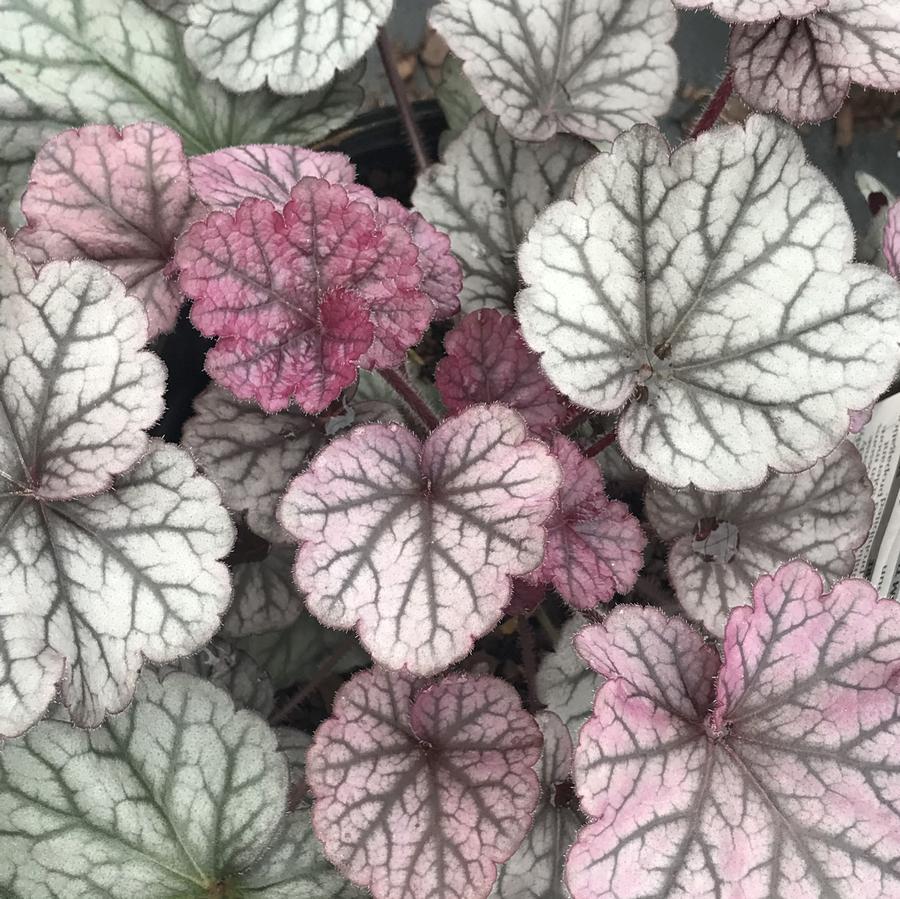 G6139 Heuchera X Northern Exposure Silver 16 0ba650c3 Ec97 40f6 9ab1 797fda498522 from www redcrocus com