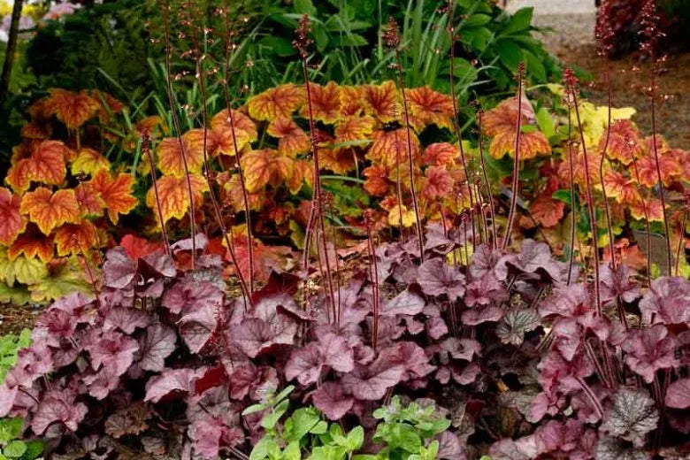 G6139 Heuchera X Northern Exposure Silver - View 18 from www redcrocus com