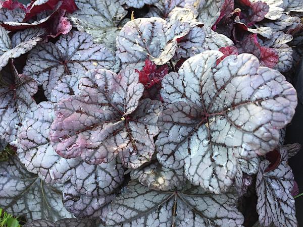 G6139 Heuchera X Northern Exposure Silver 19 729be15c 2c93 4791 8f62 15e77aedae3c from www redcrocus com