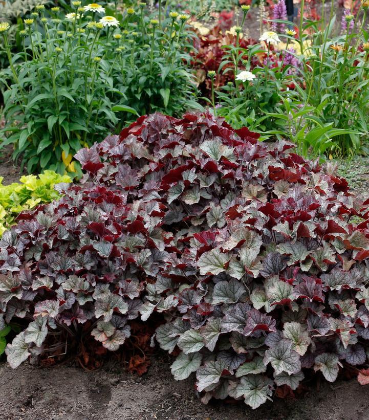 G6139 Heuchera X Northern Exposure Silver - View 2 from www redcrocus com
