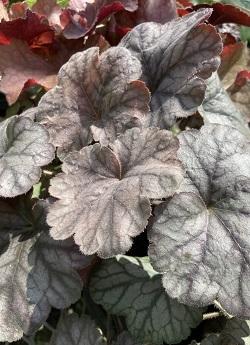 G6139 Heuchera X Northern Exposure Silver - View 3 from www redcrocus com