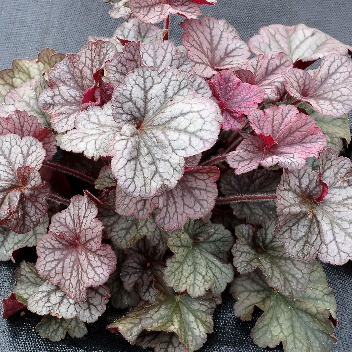 G6139 Heuchera X Northern Exposure Silver 4 A2e71ed2 3970 4315 9e2d 65e1c40f2256 from www redcrocus com