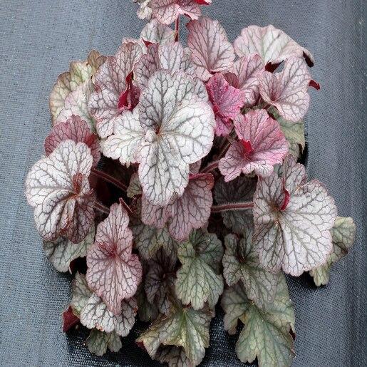 G6139 Heuchera X Northern Exposure Silver 5 D4dbb2c9 5c86 4f92 851f 96f664e6efd3 from www redcrocus com