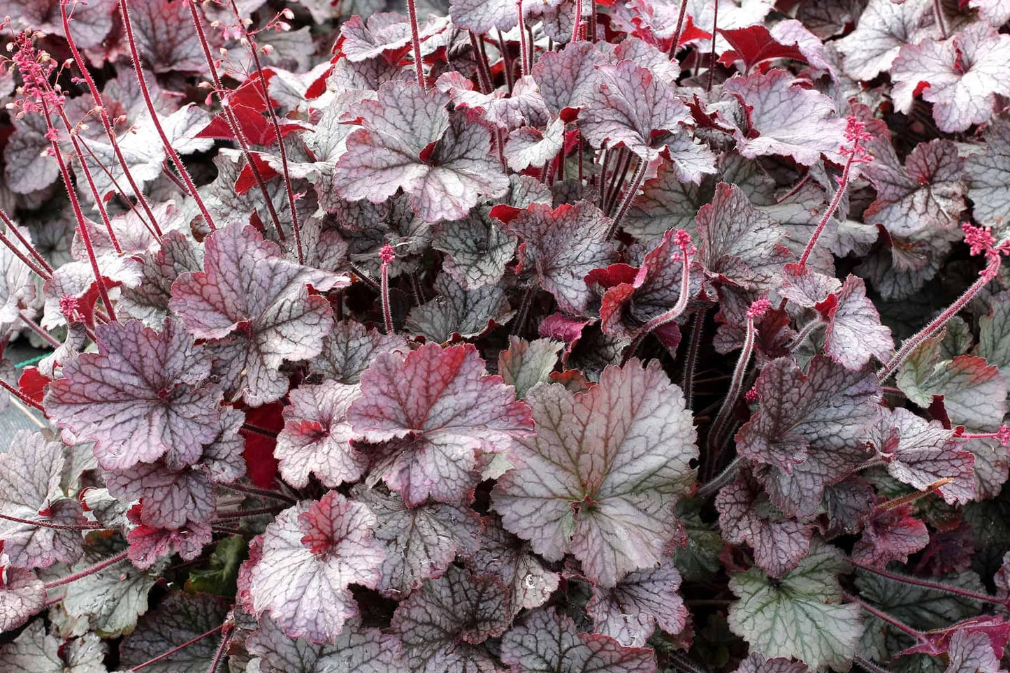 G6139 Heuchera X Northern Exposure Silver - View 6 from www redcrocus com