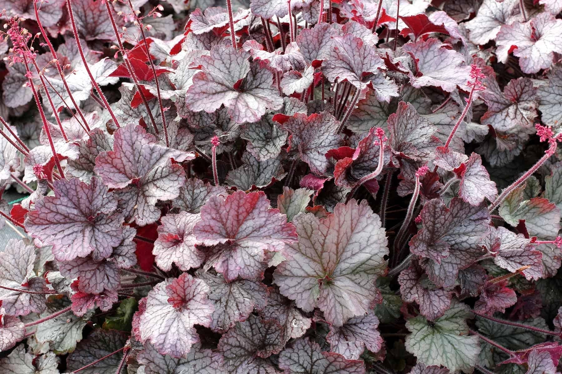 G6139 Heuchera X Northern Exposure Silver 6 3ad1ae82 767e 47c2 Aeec E35835c1ae7f from www redcrocus com