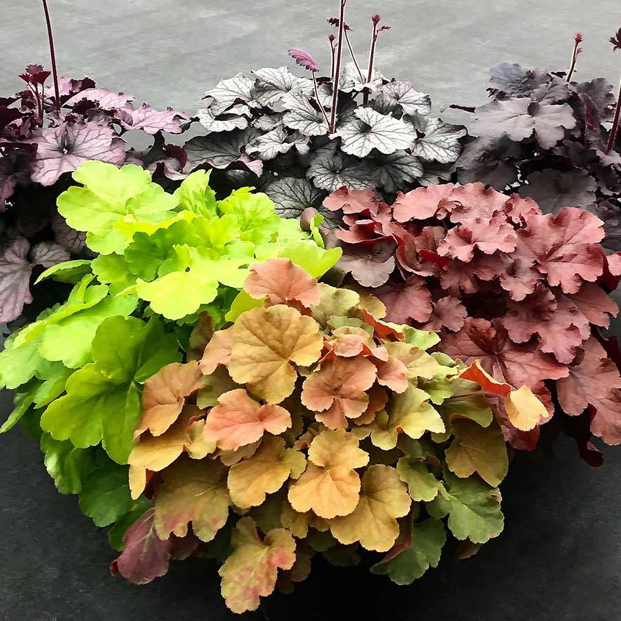 G6139 Heuchera X Northern Exposure Silver - View 7 from www redcrocus com