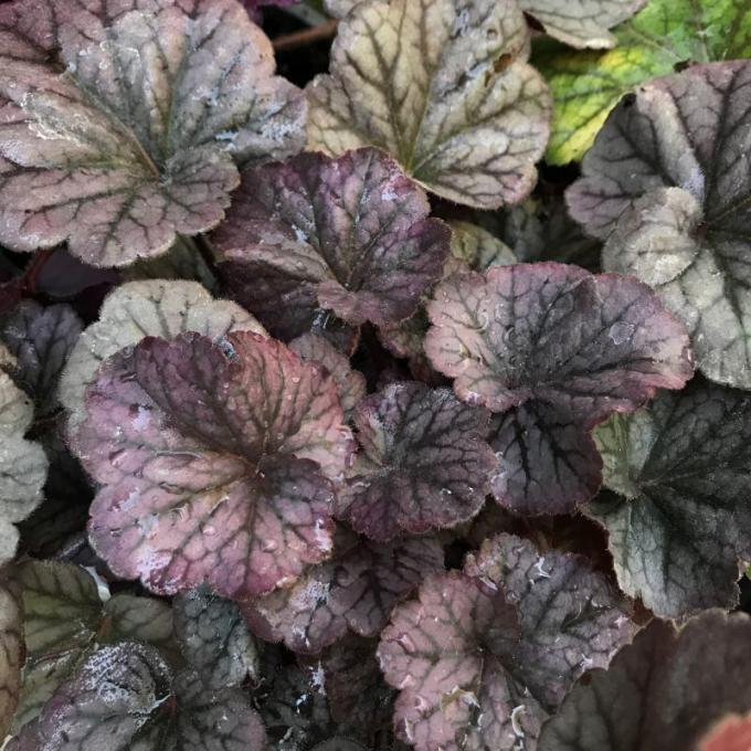 G6139 Heuchera X Northern Exposure Silver - View 8 from www redcrocus com