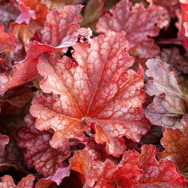 G6141 Heuchera X Northern Exposure Red 10 4c98dd61 9586 46e6 9923 782434cad368 from www redcrocus com