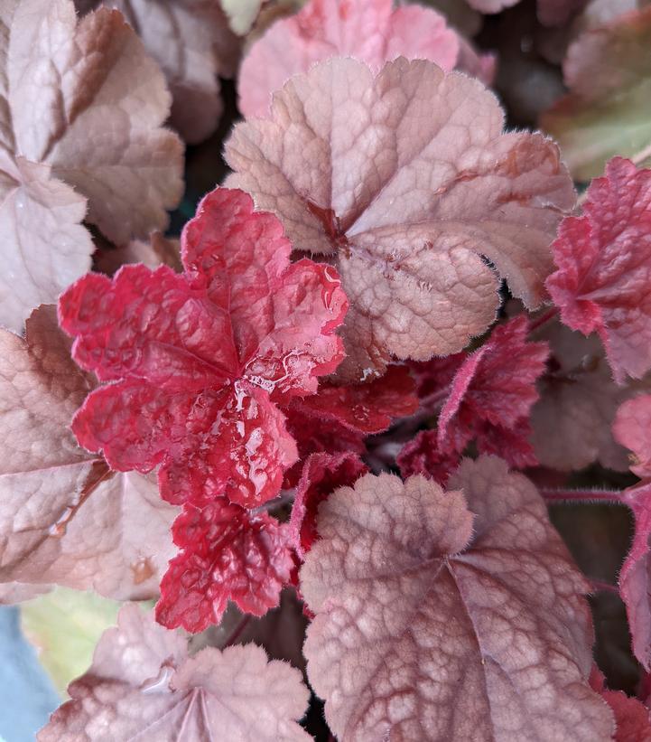G6141 Heuchera X Northern Exposure Red 14 2abf281c 6b0a 41d2 95d0 39db87cca2ab from www redcrocus com