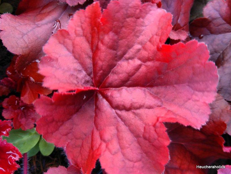 G6141 Heuchera X Northern Exposure Red 16 59e989a9 418b 4cac A869 Db031df59024 from www redcrocus com