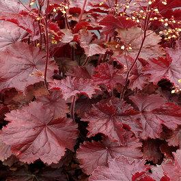 G6141 Heuchera X Northern Exposure Red 17 30ce5728 09f8 426c B72f 9552e34bd0bb from www redcrocus com