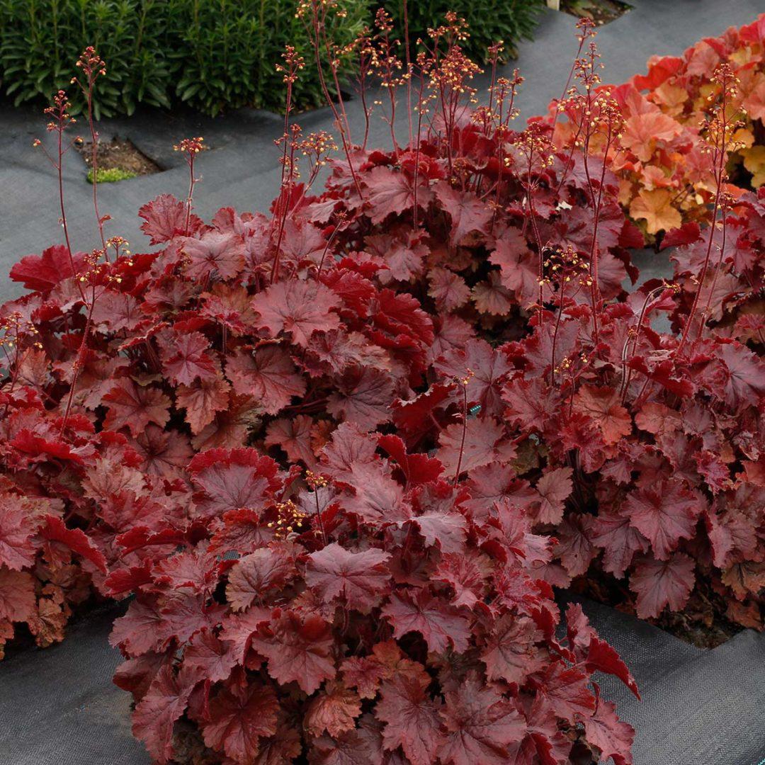 G6141 Heuchera X Northern Exposure Red - View 2 from www redcrocus com
