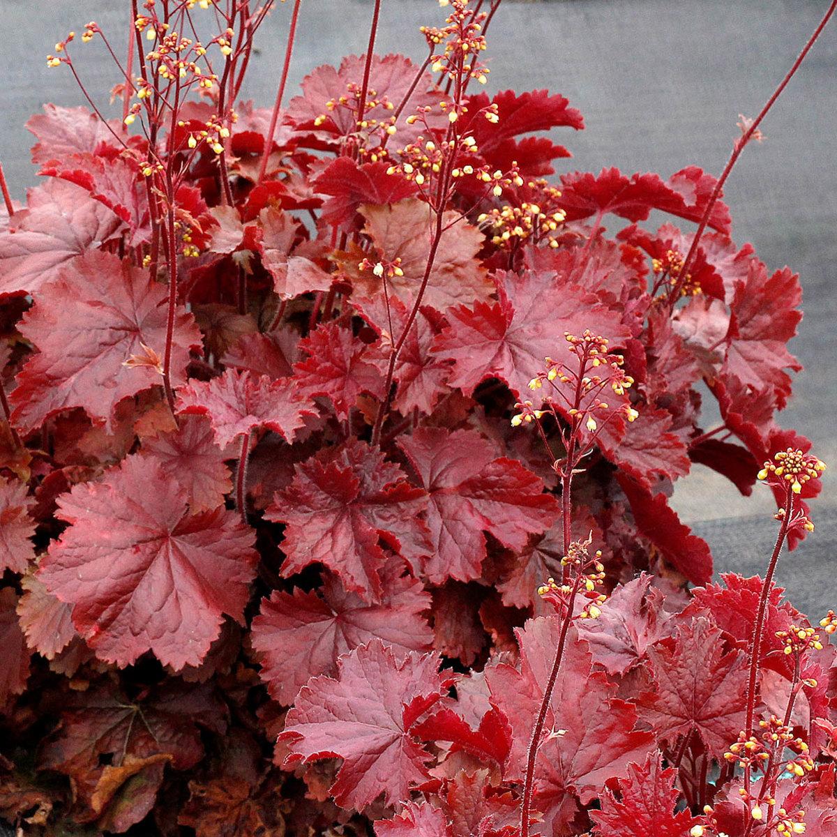G6141 Heuchera X Northern Exposure Red 3 D3e1de40 0593 407b Aa86 01603b7eae8d from www redcrocus com