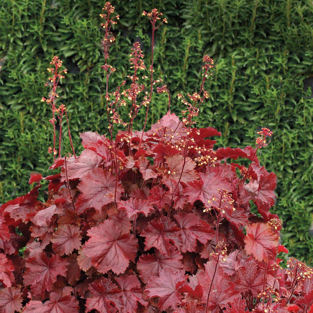 G6141 Heuchera X Northern Exposure Red 4 F663bdc3 C745 4bf5 A8da 67a54b38e662 from www redcrocus com