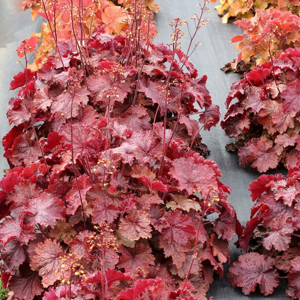 G6141 Heuchera X Northern Exposure Red 5 74d3909a 1943 42ba B671 69d41ae32447 from www redcrocus com