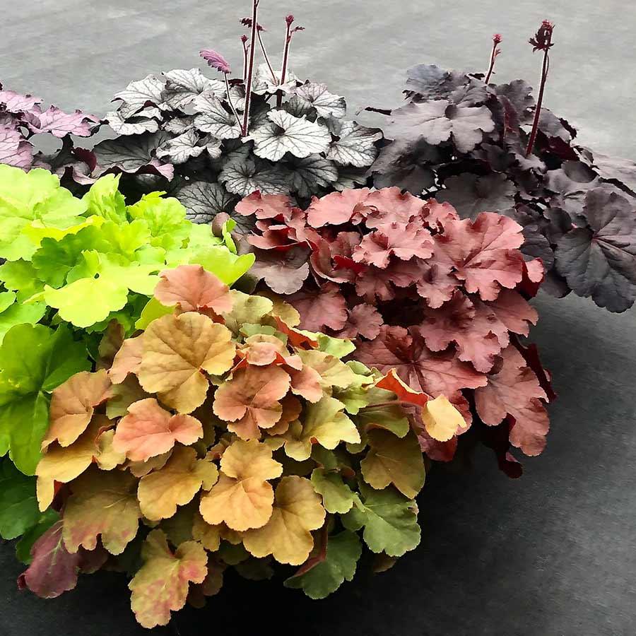 G6141 Heuchera X Northern Exposure Red 6 2fd77ffd Afd9 4824 B7cc 6c6d10509a44 from www redcrocus com