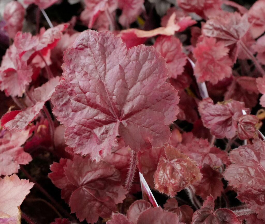 G6141 Heuchera X Northern Exposure Red 7 92f54d72 31ce 4d07 B195 13f36d71536a from www redcrocus com