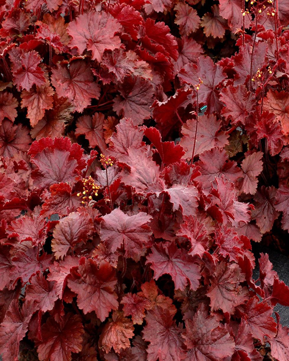 G6141 Heuchera X Northern Exposure Red 8 060c4a14 92db 4ada 8466 C1adf90ede89 from www redcrocus com
