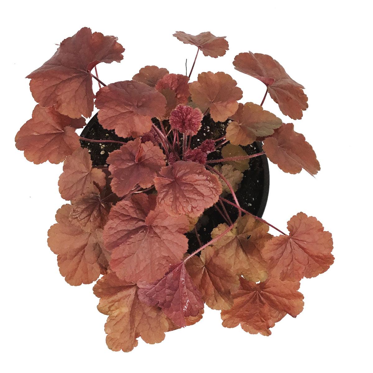 G6141 Heuchera X Northern Exposure Red 9 21a16a0f 491f 4b0f Aad2 3a844018d67c from www redcrocus com