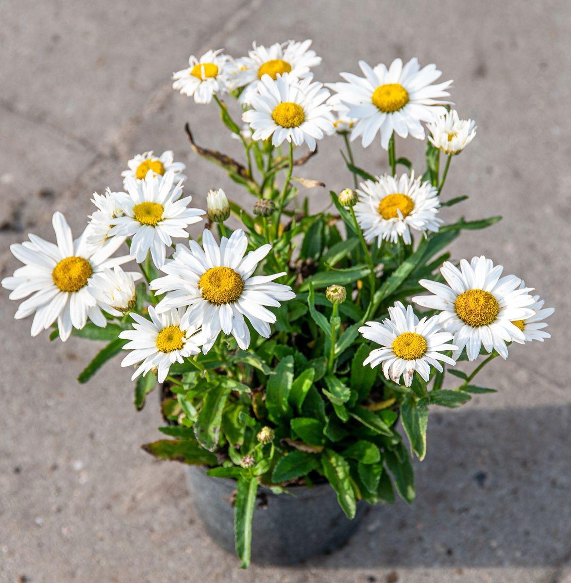 G6142 Leucanthemum X Superbum Madonna 10 A52839c6 E787 4c55 Bc05 75dd2a019f57 from www redcrocus com