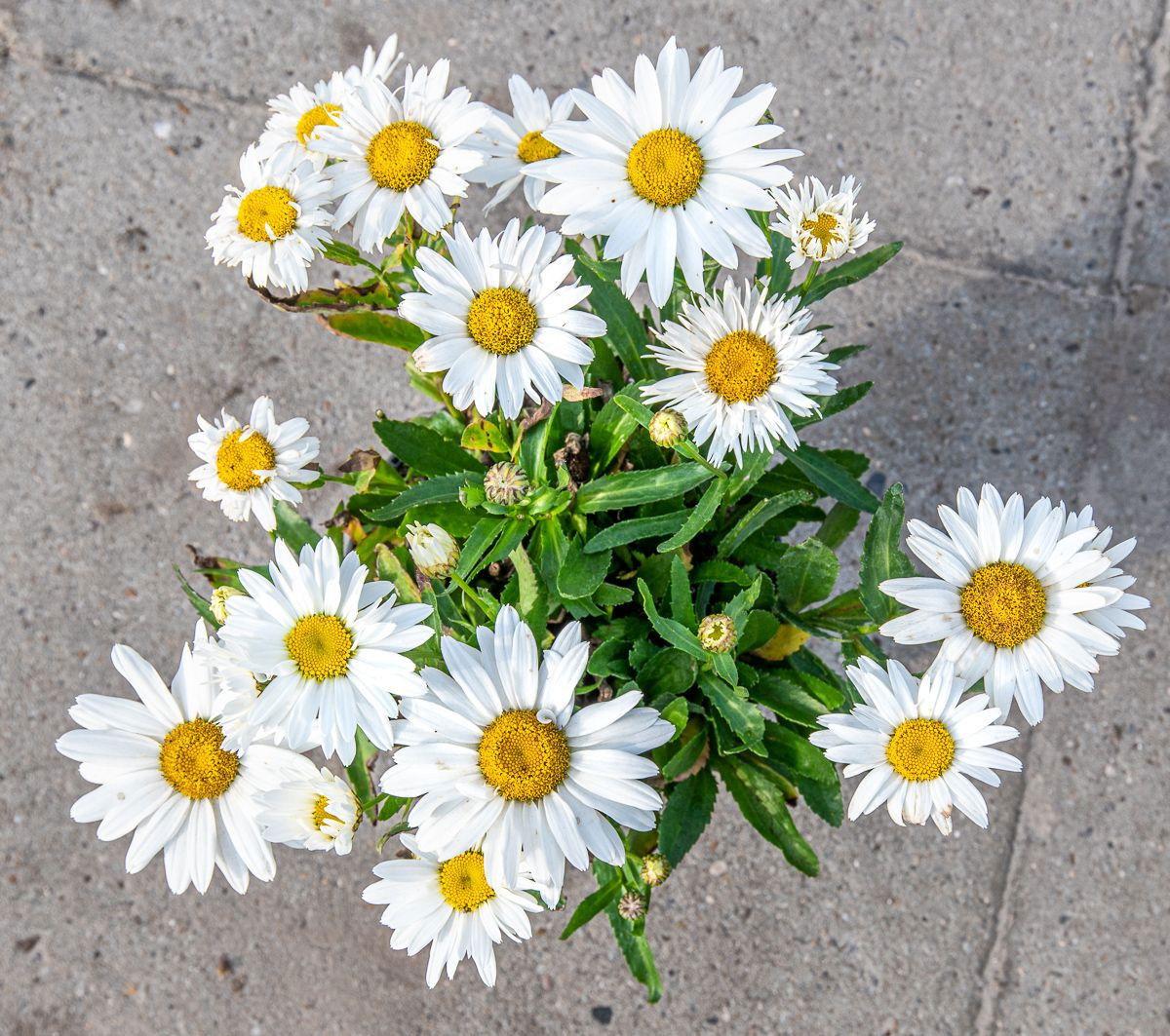 G6142 Leucanthemum X Superbum Madonna 11 8bf19844 2547 4e5e 8711 E60974f70e8d from www redcrocus com