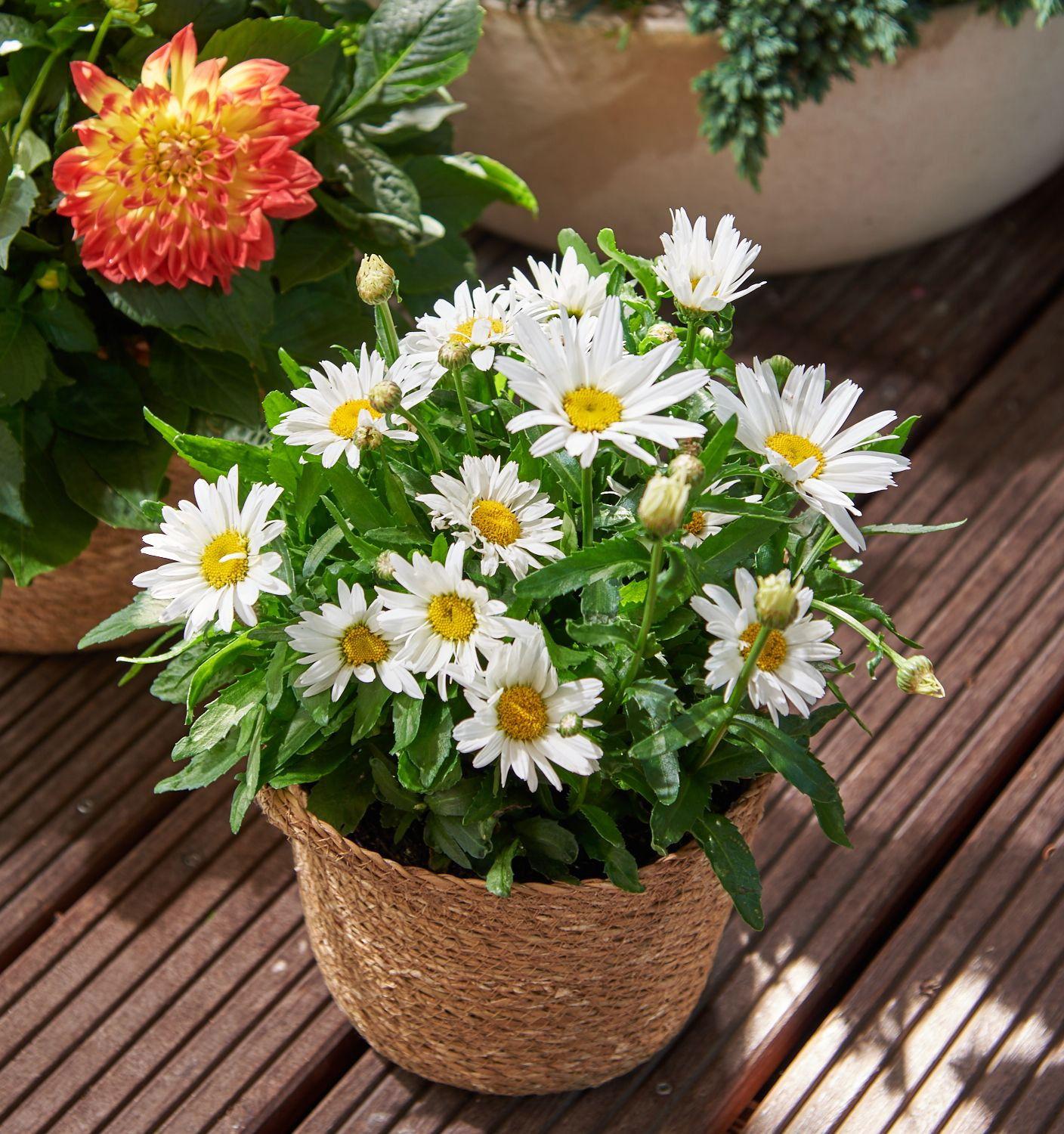 G6142 Leucanthemum X Superbum Madonna 12 13719654 327b 4d53 9b51 Ca1cc3f7f816 from www redcrocus com