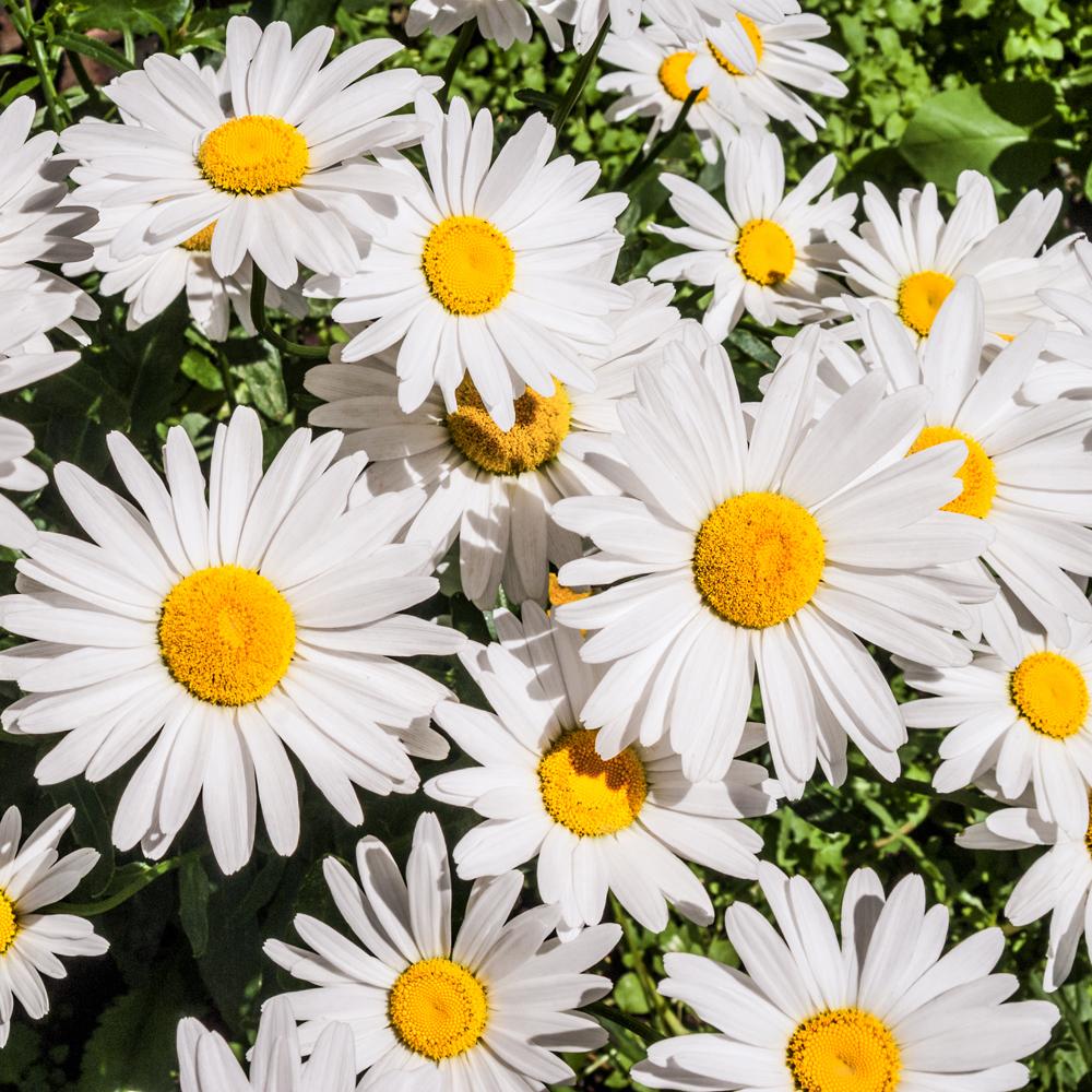 G6142 Leucanthemum X Superbum Madonna 13 Af93f041 357d 438a Ab5f 6b84e0ff6d47 from www redcrocus com