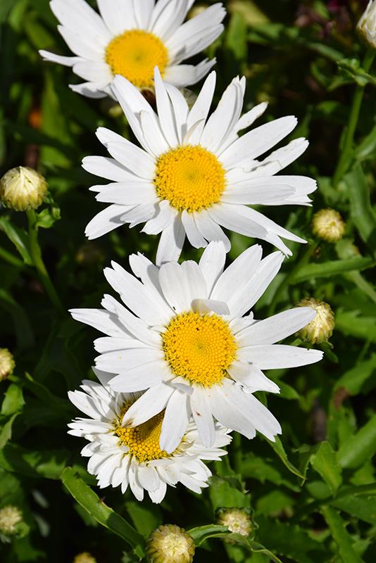 G6142 Leucanthemum X Superbum Madonna 14 Accd5344 Bcab 4627 Bcc2 B6f40cd3f7bf from www redcrocus com